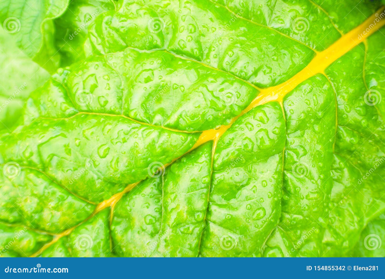 Natural Background with Yellow Beet Chard Leaf Texture in Raindrops
