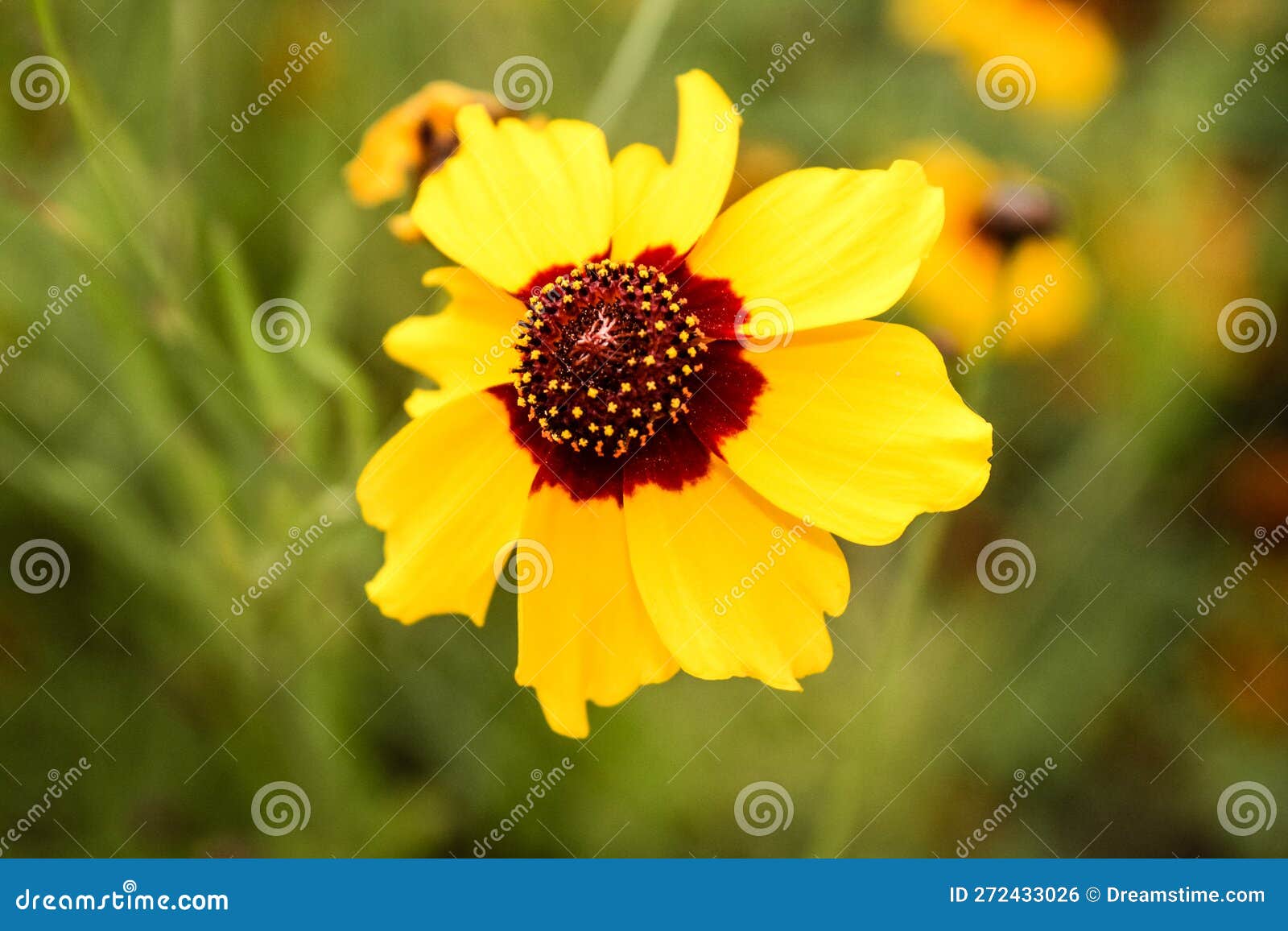 Yellow Color Natural Beautiful Flower Closeup Stock Photo Image of