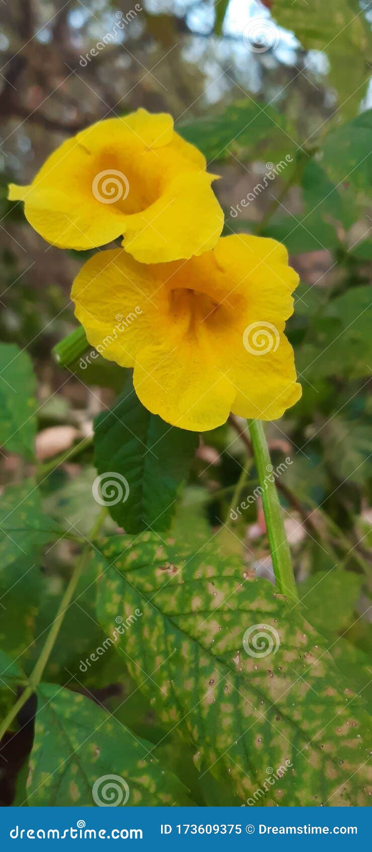 Natural Beauty Flower Environments Leaf Stock Image Image of flower