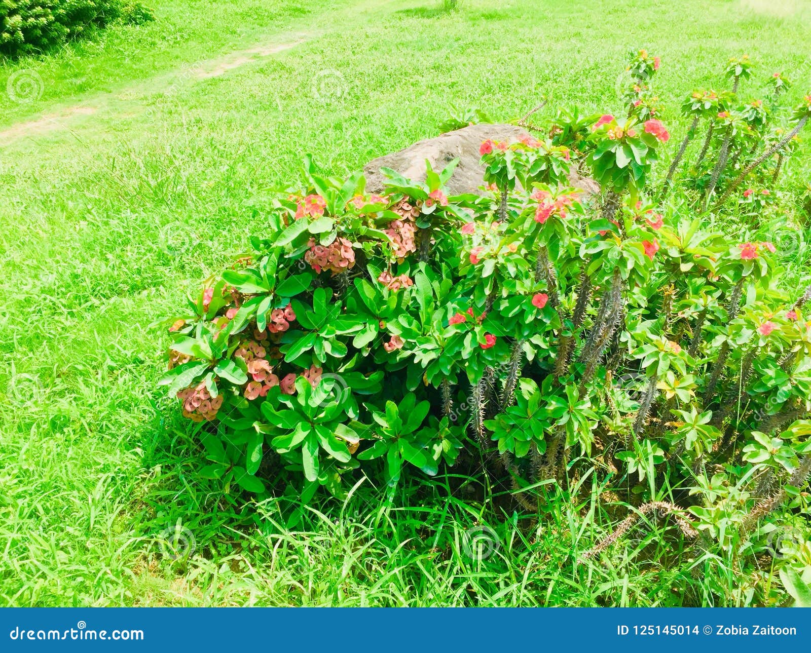 Red Flowers Plant and Greenery Stock Photo - Image of plants, natural ...