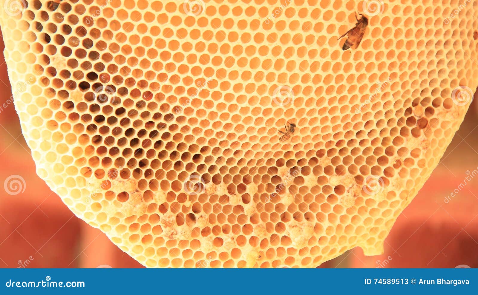 Natural Bee hive stock image. Image of honeycomb, close ...