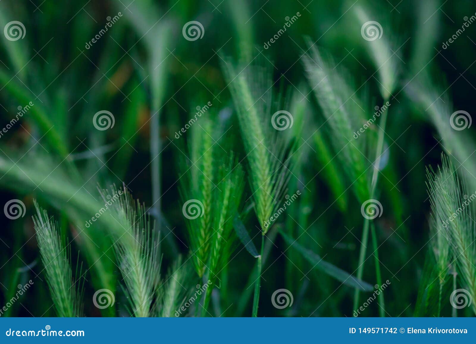 natural blurred background with green triticale plants