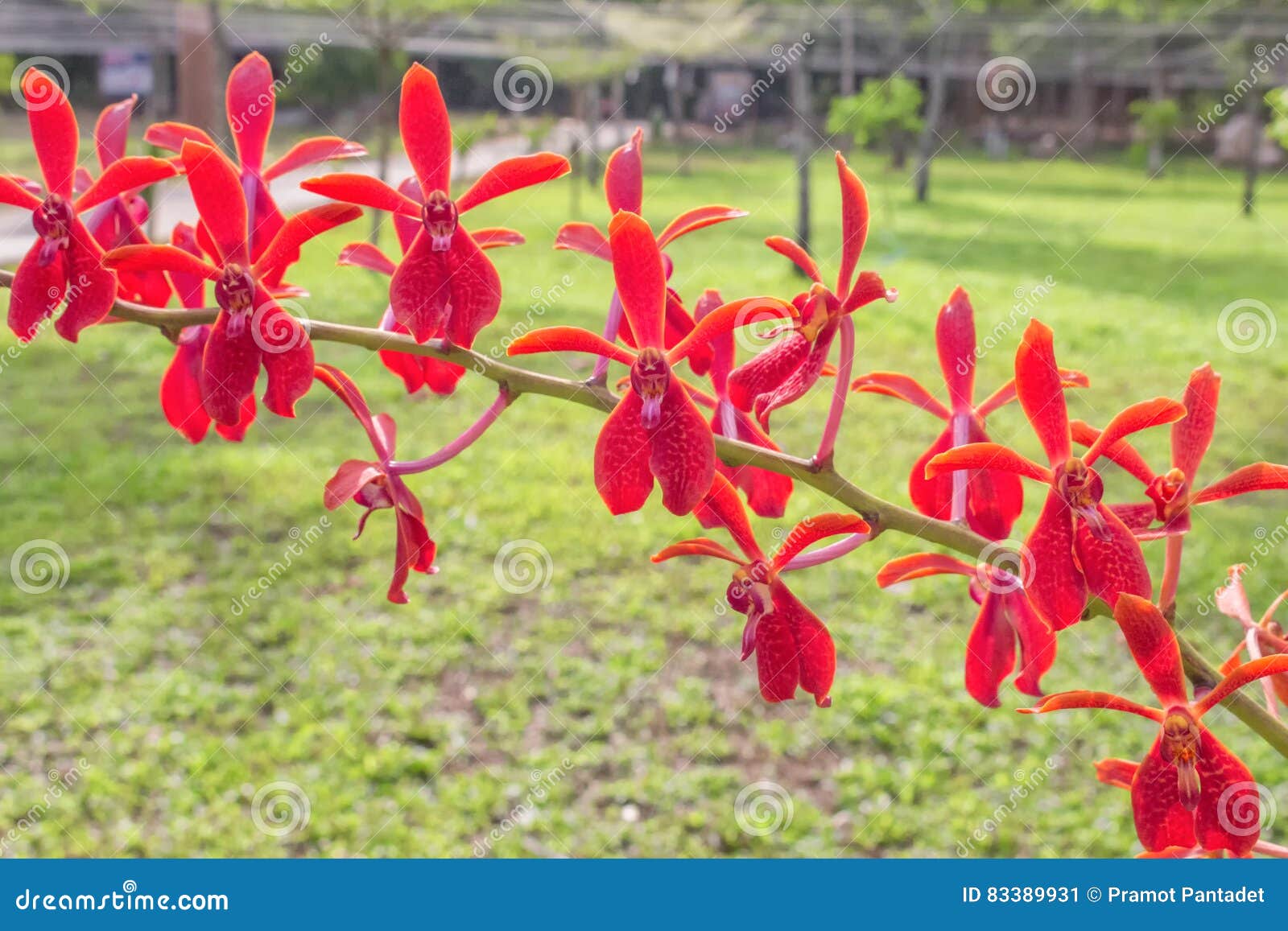 Natural Bonito Das Orquídeas Vermelhas Imagem de Stock - Imagem de  brilhante, singapura: 83389931