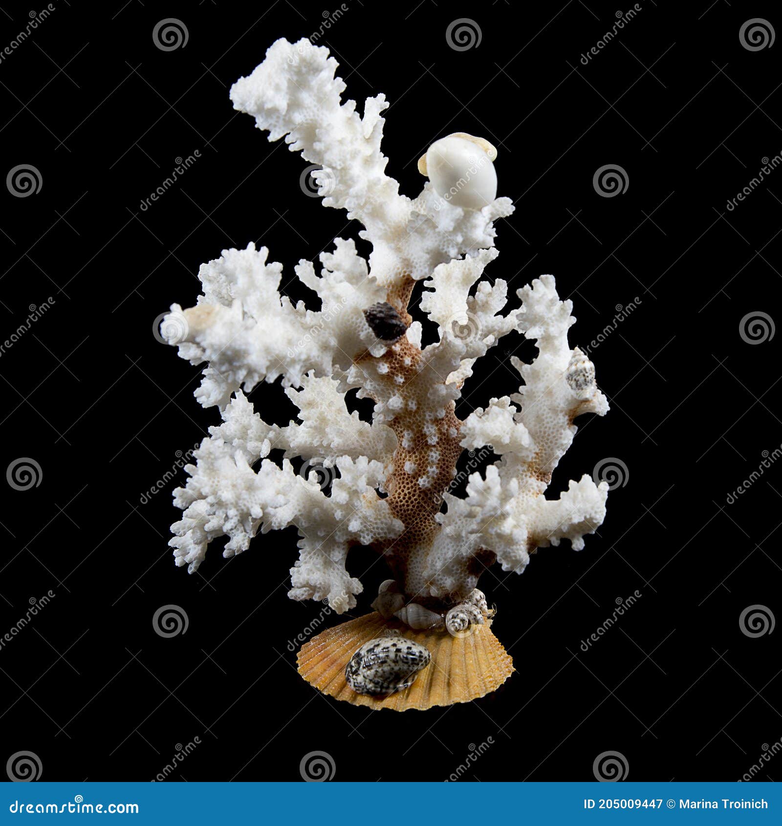 Natural Branch of Sea White Coral Isolated Over Black Background Stock  Image - Image of decoration, living: 205009447