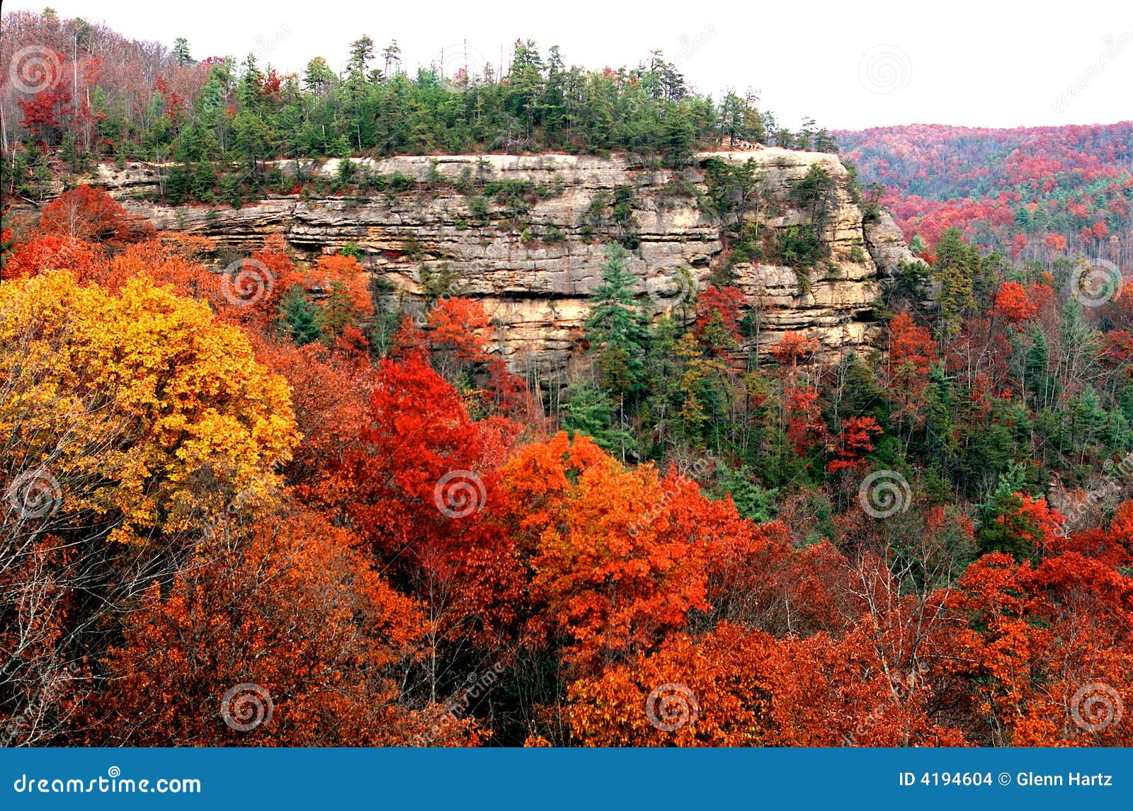 Are Dogs Allowed In Natural Bridges State Park Ky