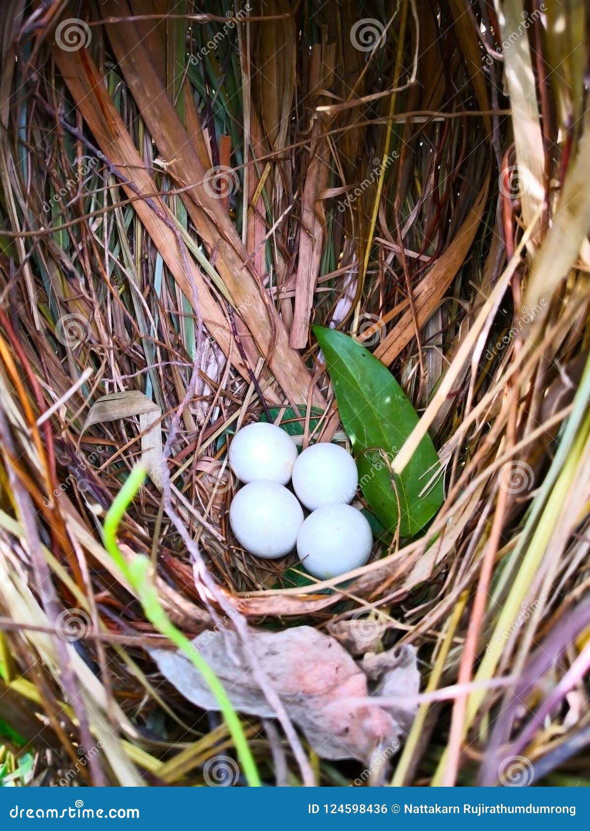 natural cancept, four white eggs of bird are in the nest, which