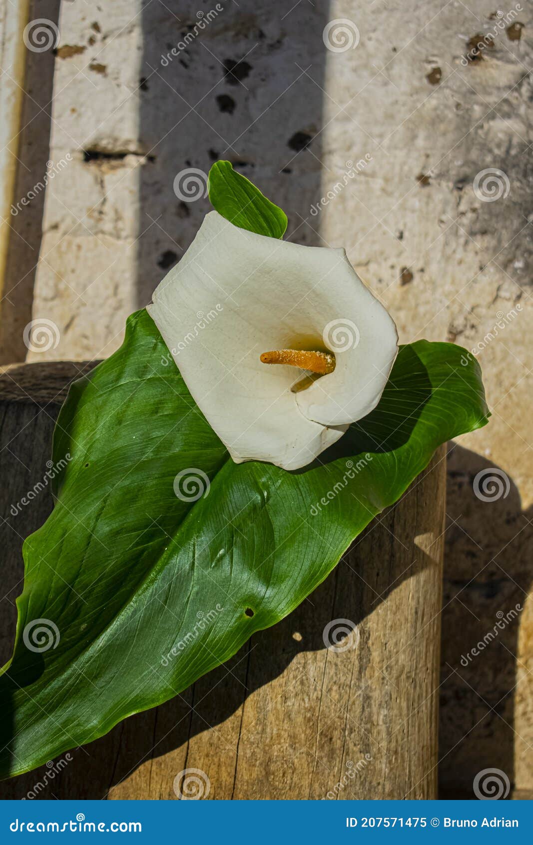 Natural Cartucho Flor Silueta Cajolabeaahermosa Gran Cartucho Flor Con Hoja  Grande Con Líneas Imagen de archivo - Imagen de casa, verde: 207571475