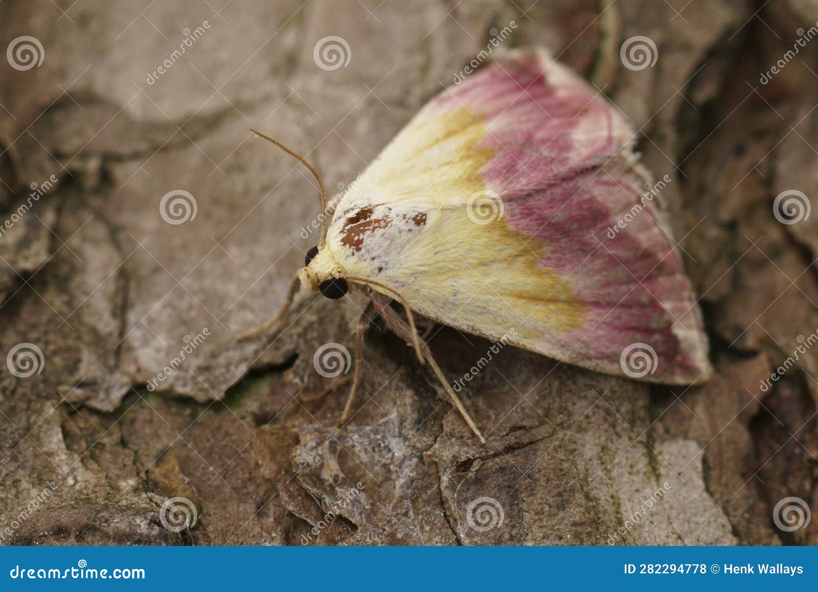 closeup on a colorful pink colored beautiful marbled moth, eublemma purpurina sitting on wood
