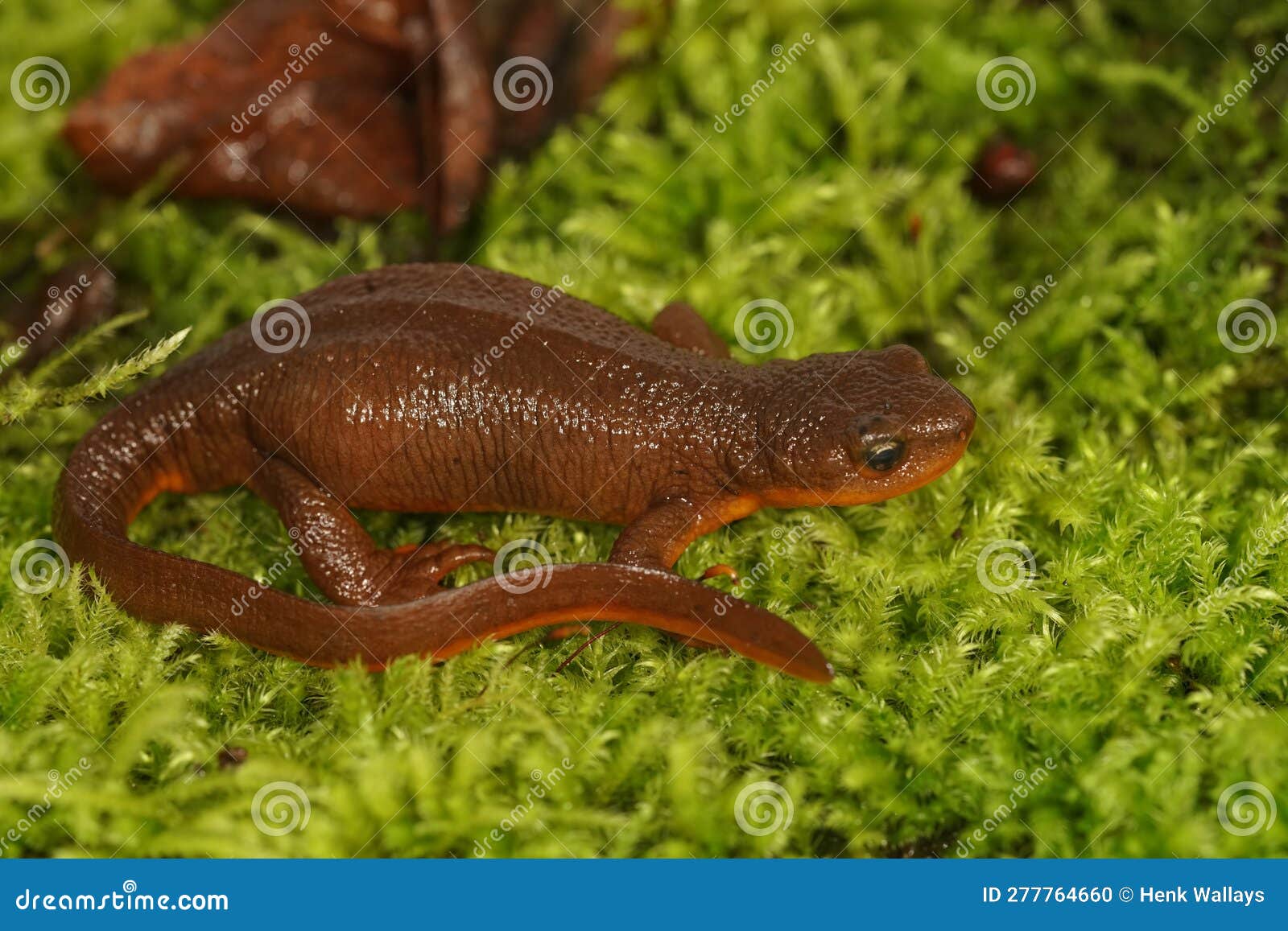 closeup on a female rough-skinned newt, taricha granulosa a highly poisonous amphibian