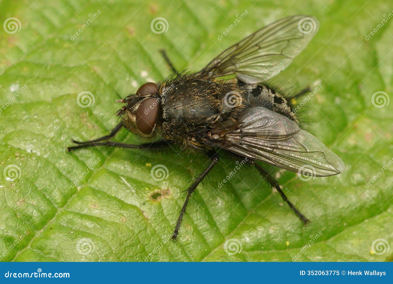 closeup on a hairy pollenia fly species on a green leaf in the garden