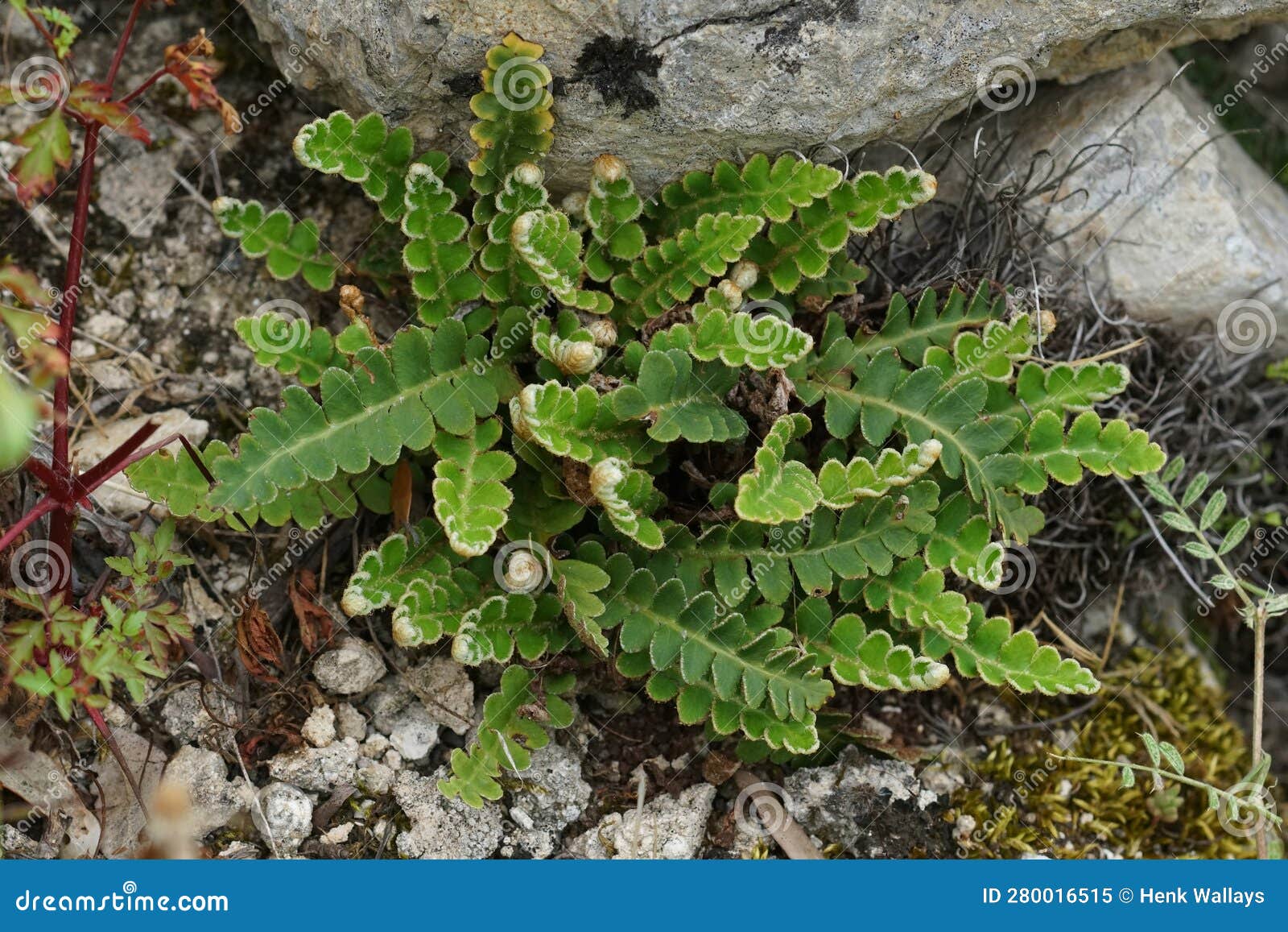 closeup on the rustyback fern, asplenium ceterach growing between stones