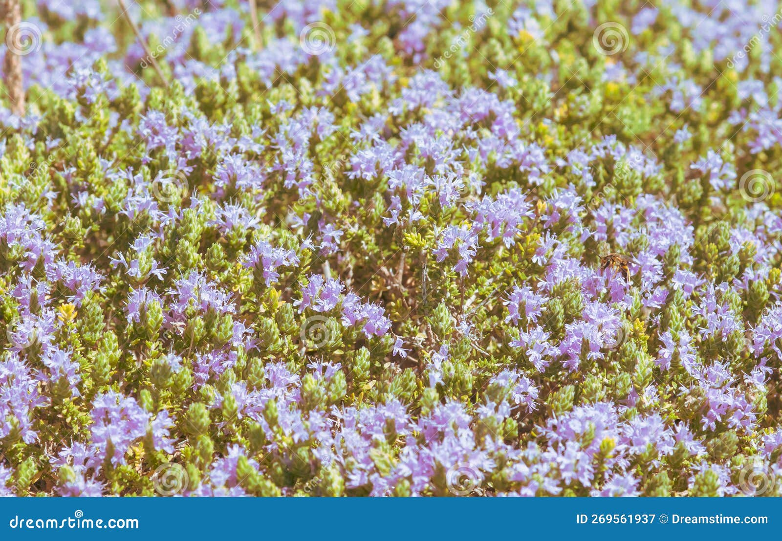 creeping plant with purple flowers on the rocky ground on a hot summer day.
