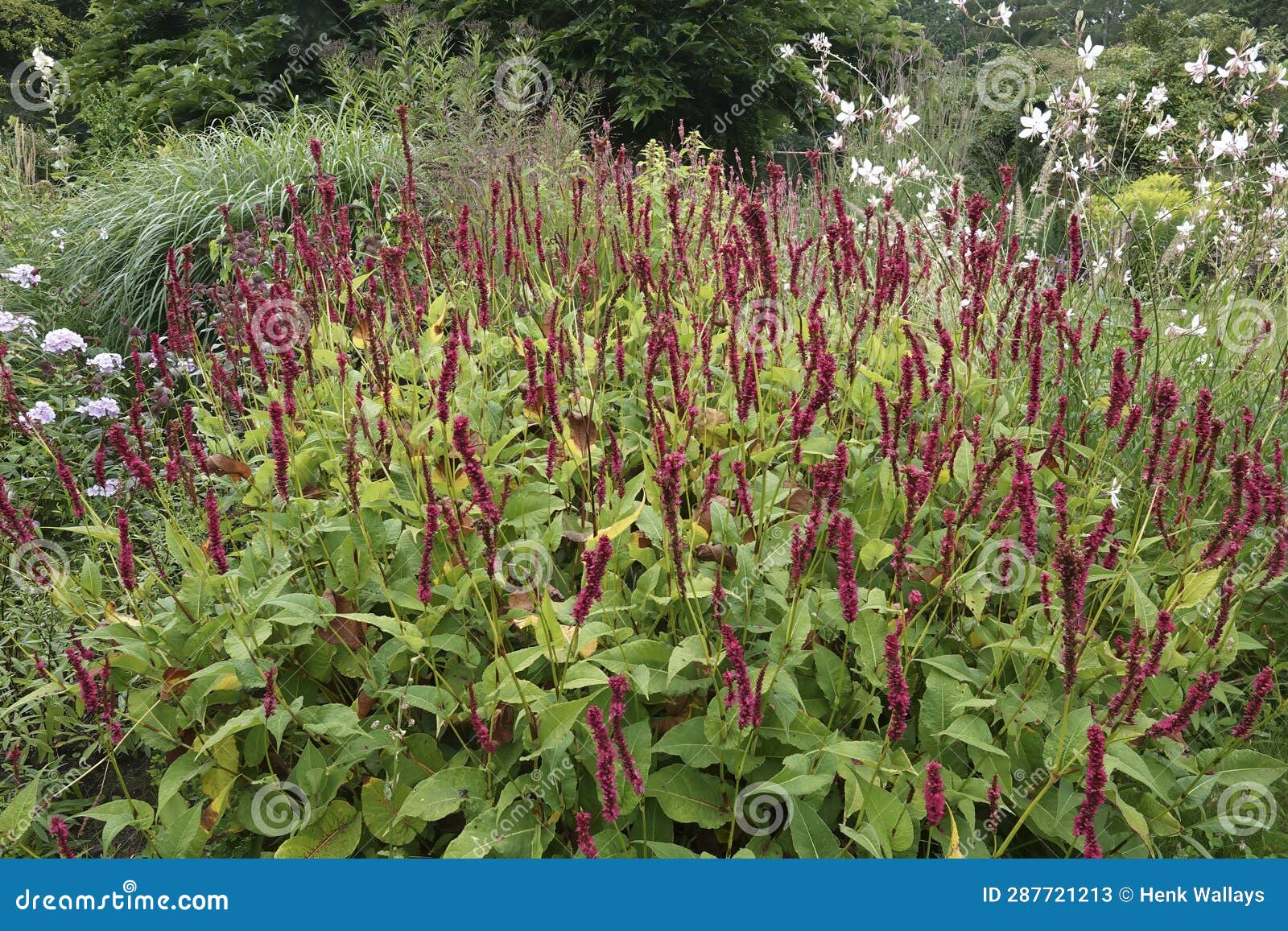 colorful closeup on an aggregatrion of red bistrot plants, persicaria amplexicaulis, in the garden