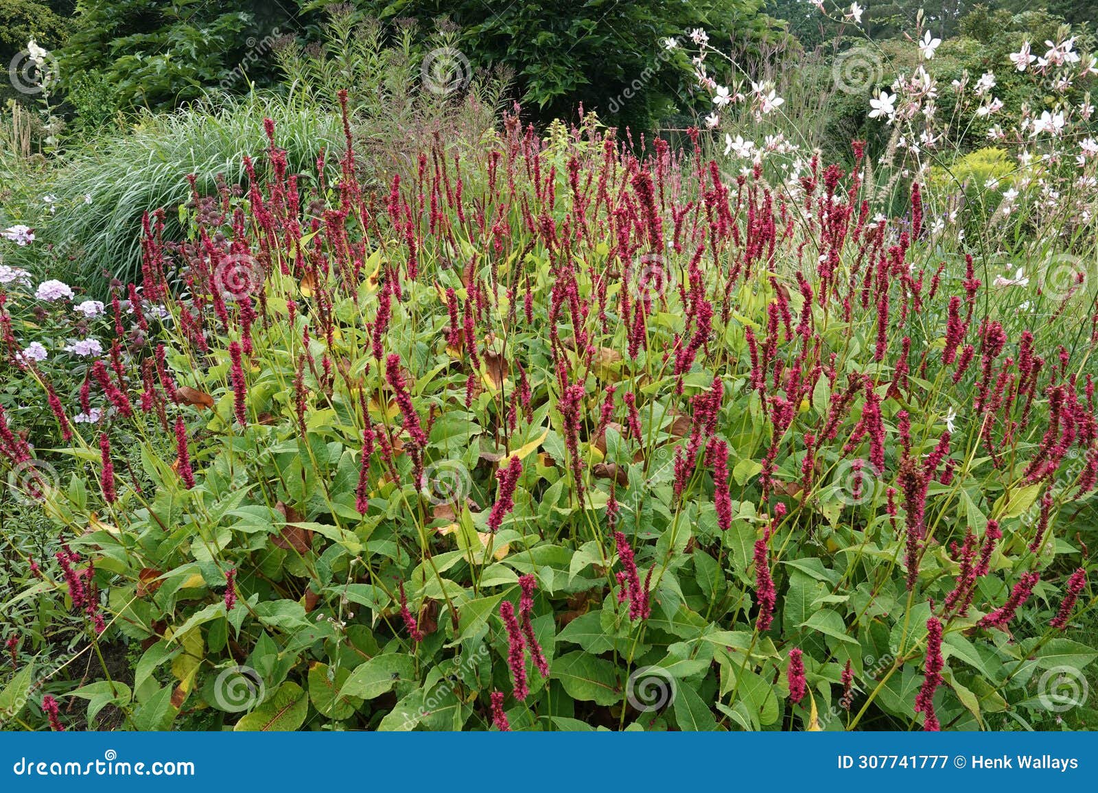 colorful closeup on an aggregatrion of red bistrot plants, persicaria amplexicaulis, in the garden