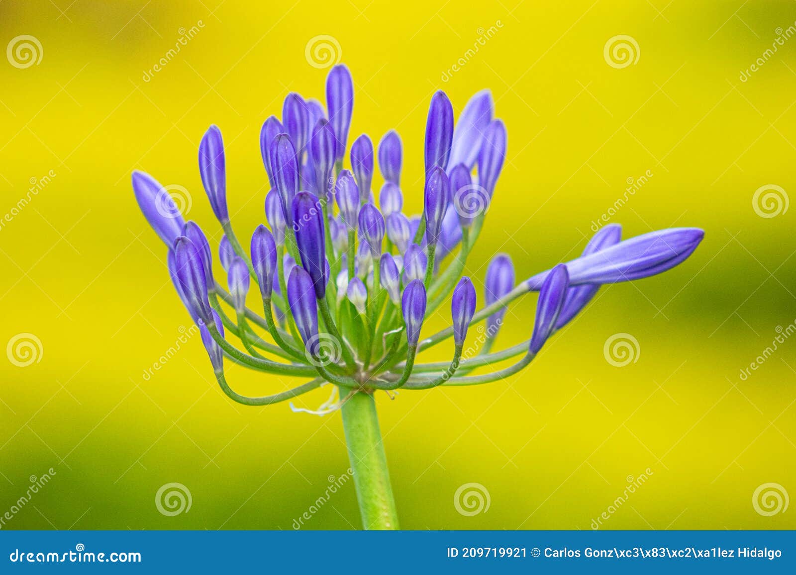 natural composiciÃÂ³n en colores complementarios