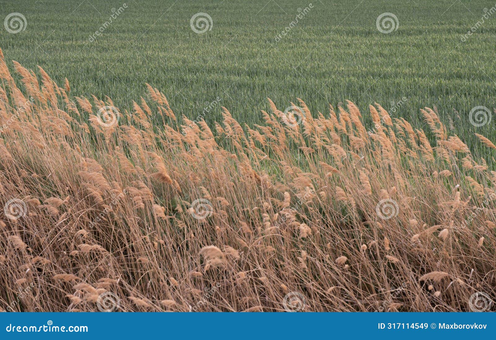 contrast of golden reeds and green wheat field
