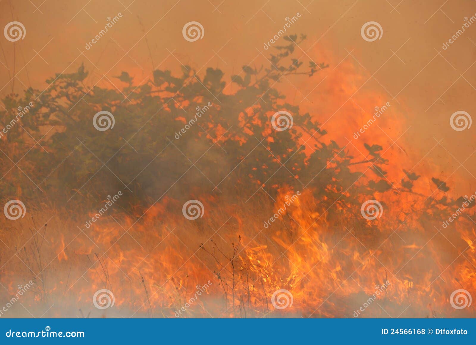 Natural Cover Fire stock photo. Image of natural, wildfire 24566168