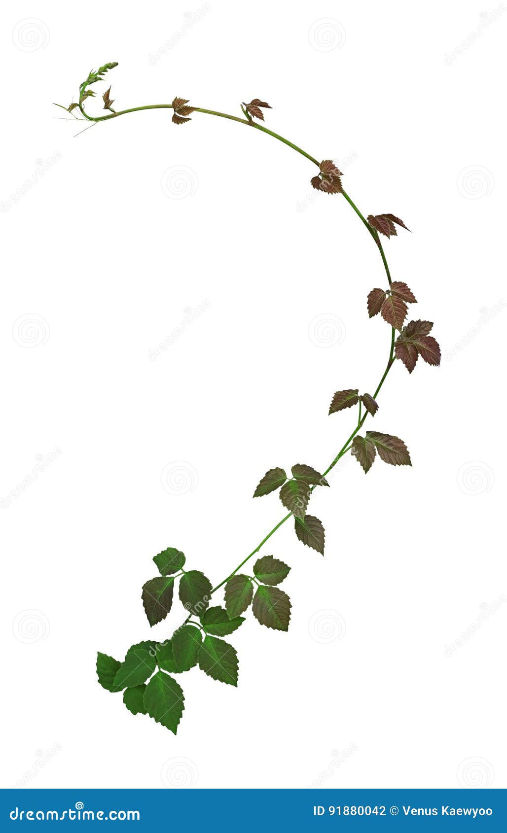 Natural Creeper Plant Isolated on White Background Stock Photo Image of climber, natural 91880042