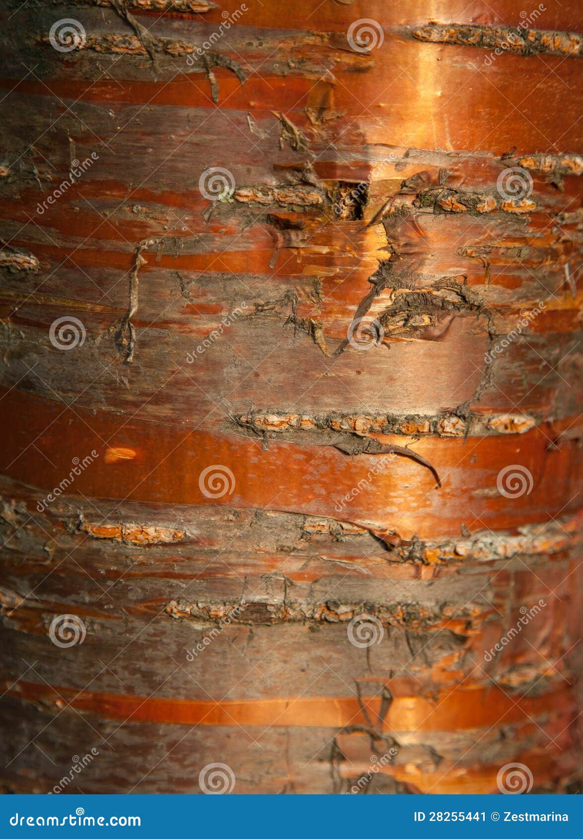 Natural crust background; macro shot