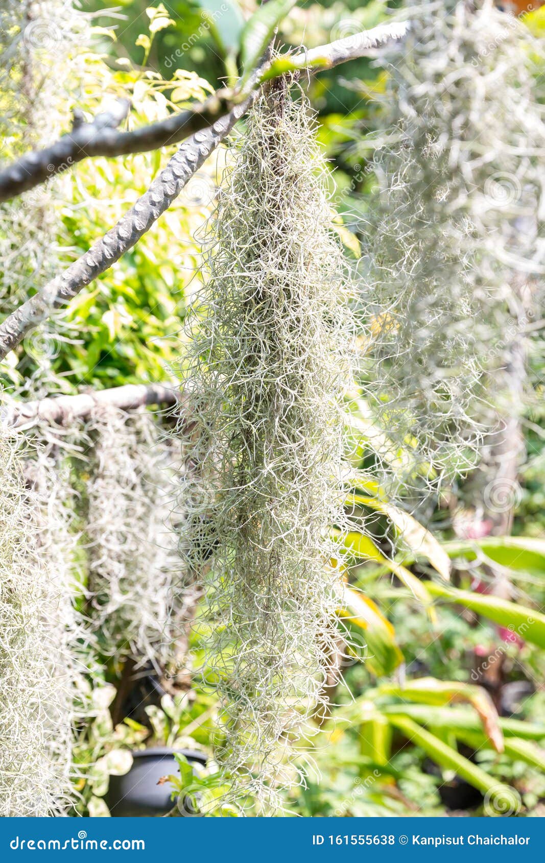 Natural `curtain` Formed By Spanish Moss. Spanish Moss ...