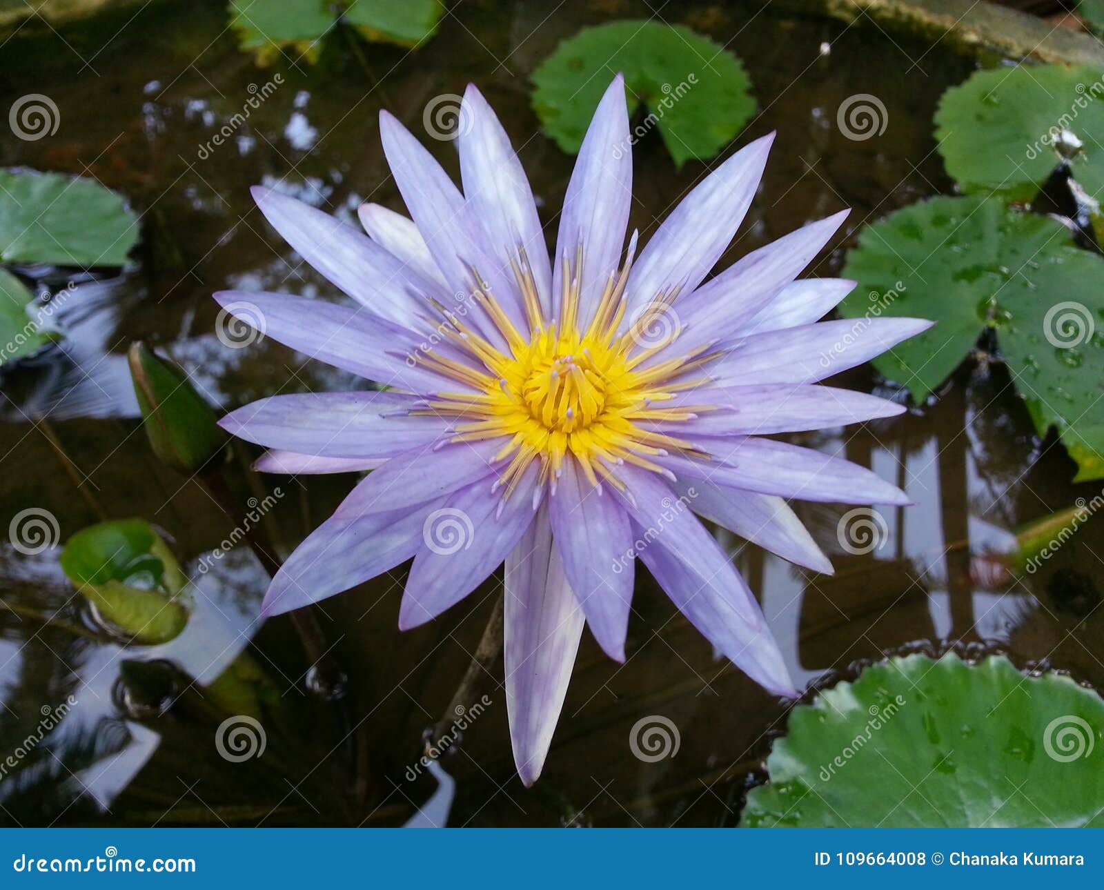 Natural Dark Purple Water Lily Flower Of Sri Lanka Stock Photo - Image ...