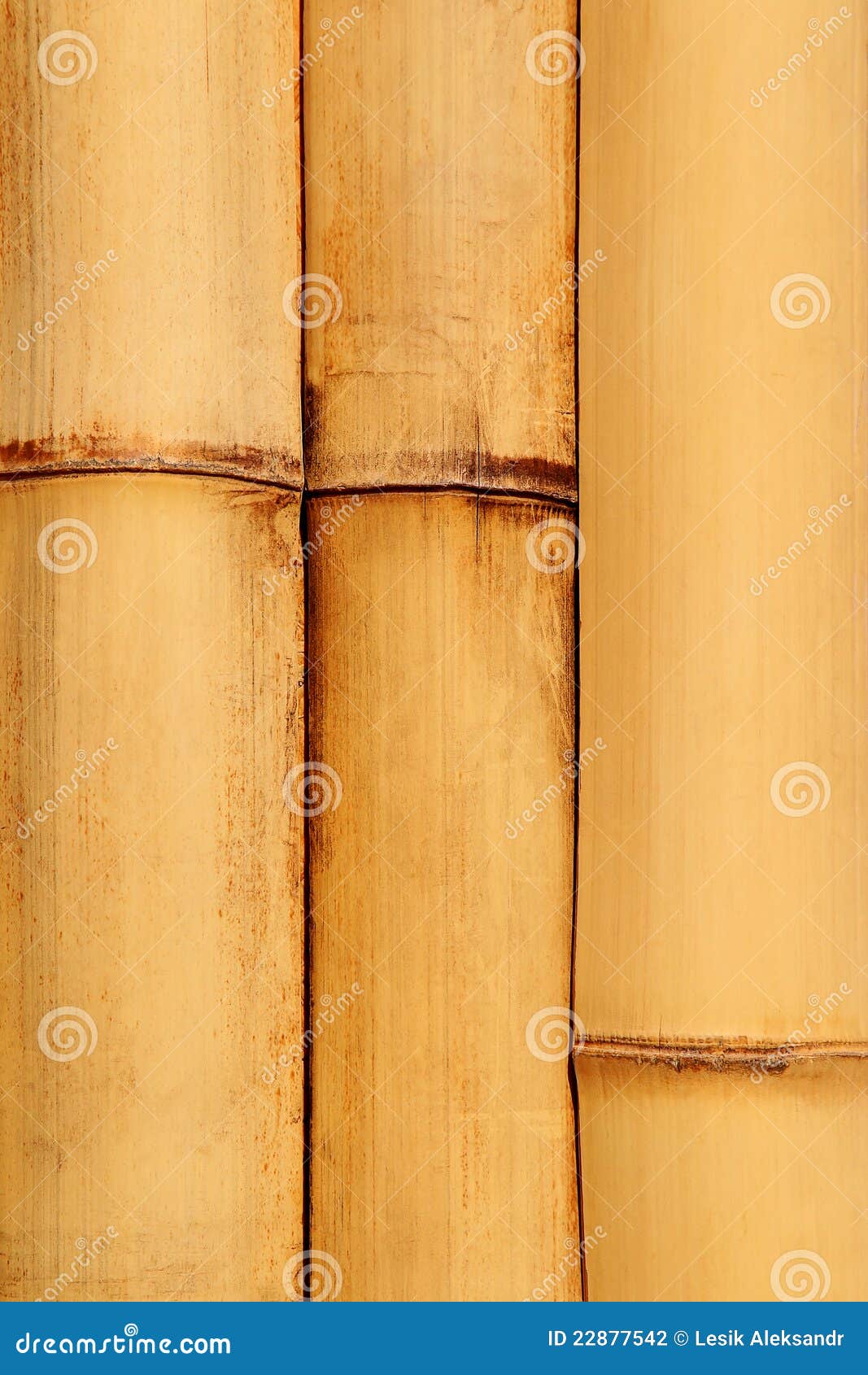 Natural detailed bamboo stock photo. Image of arrangement 22877542