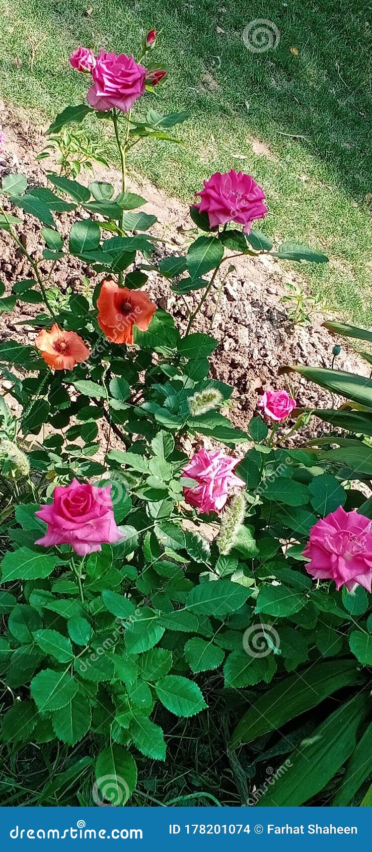 Natural Environment Fresh Flowers Roses Leaves Stock Photo Image of