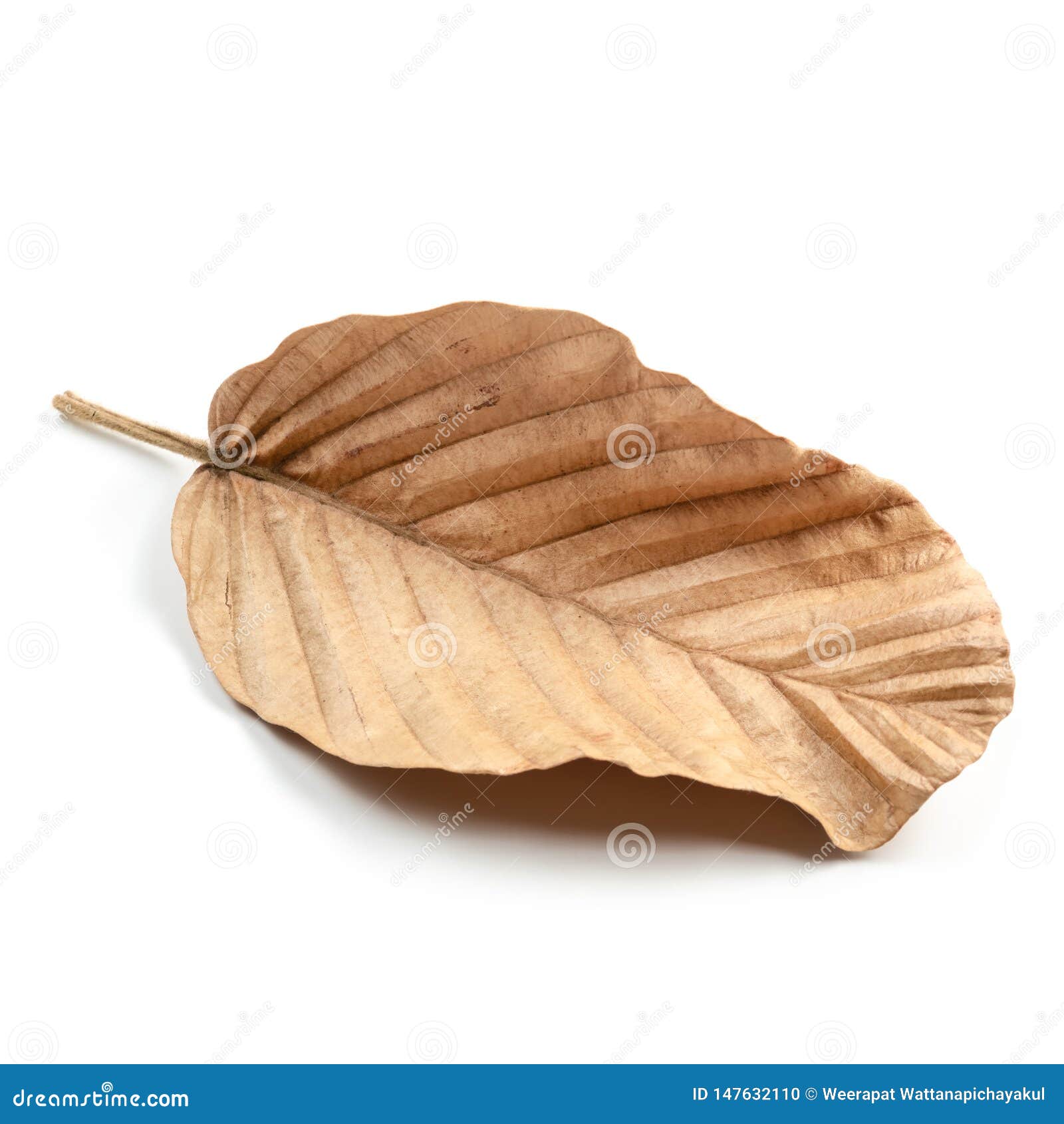 Dry Leaf Isolated stock photo. Image of background, aged 147632110
