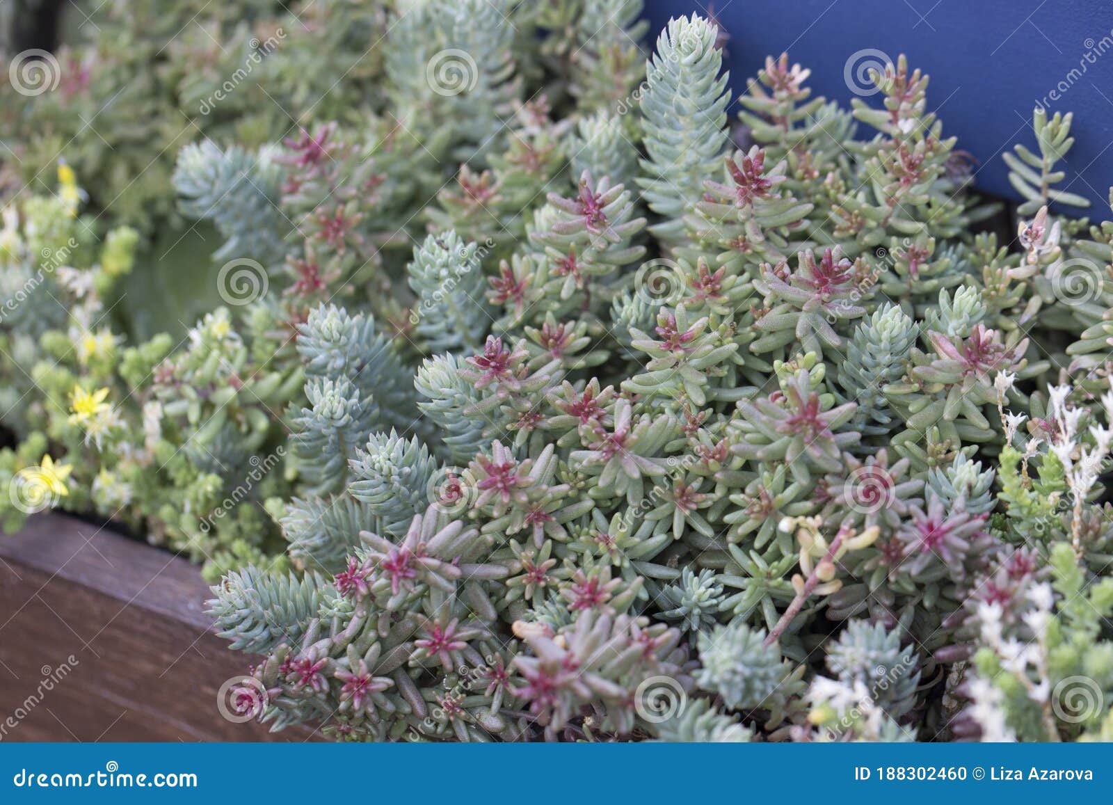 Natural Filled Frame Close Up Shot Of A Bunch Of Pastel Blue Green Red Sedum Reflexeum Or Rupestre Jenny S Stonecrop Blue Stock Photo Image Of Orpine Bunch 188302460