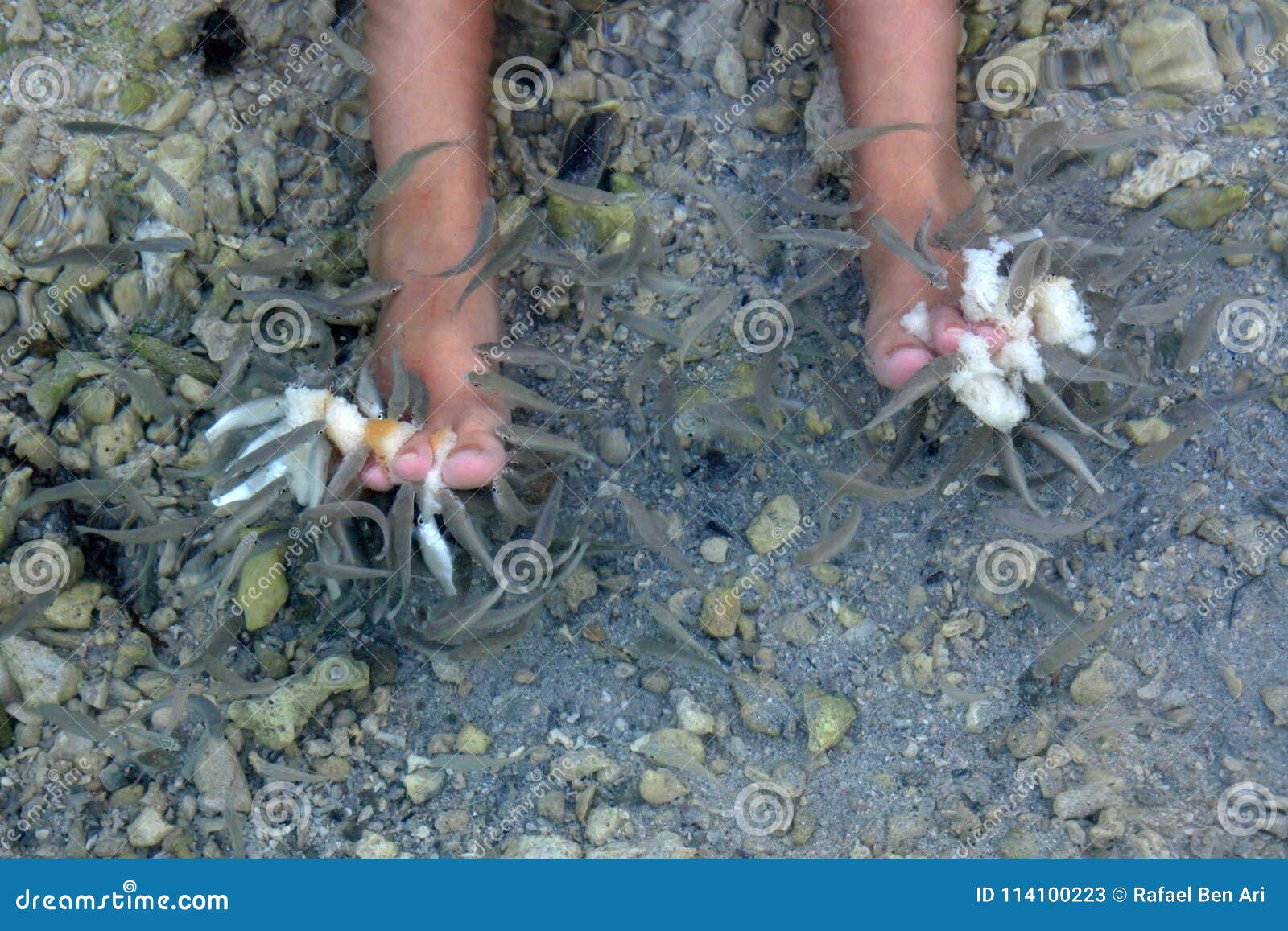 natural fish spa pedicure of rufa garra treatment on human feet