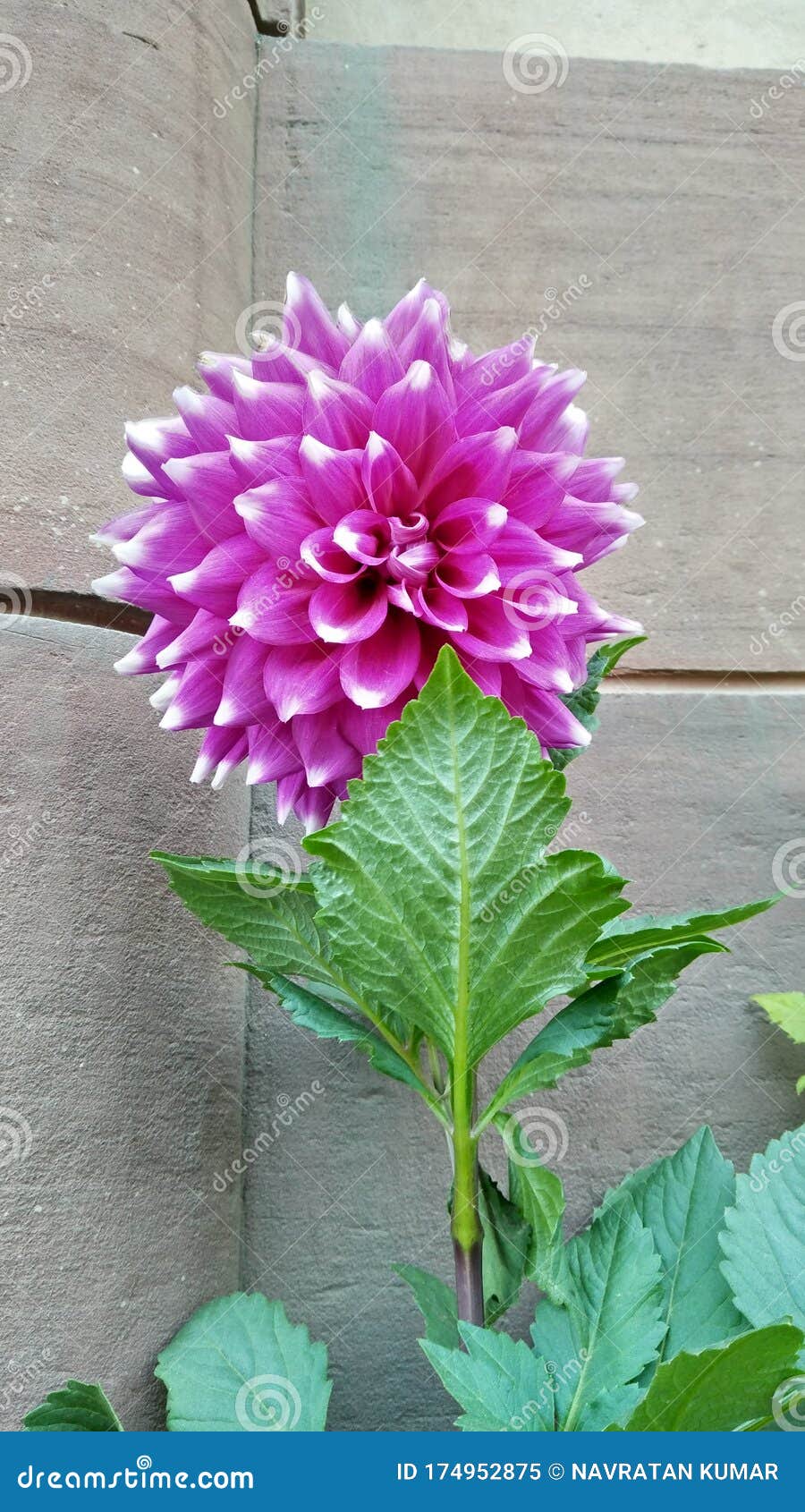 Natural flower stock image. Image of plant, brautiful 174952875