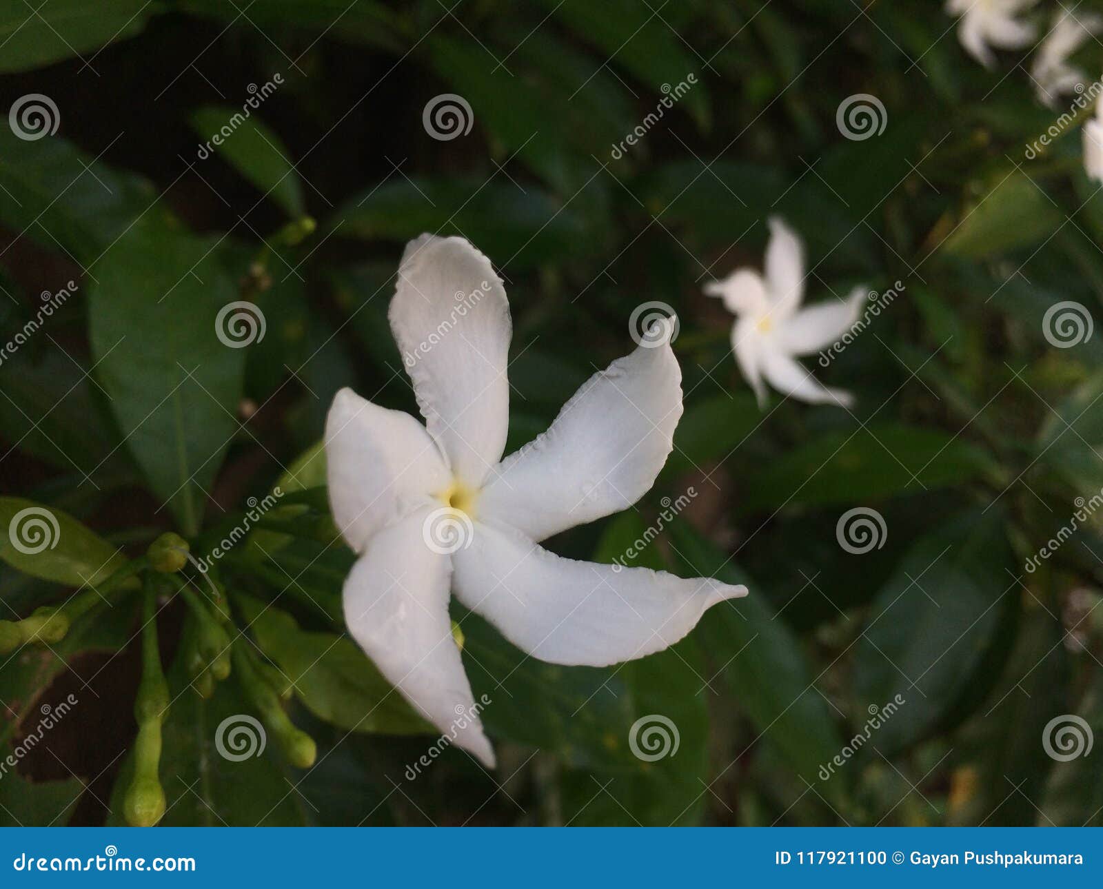 Tropical Flowers in Bloom, Sri Lanka Stock Photo Image of pretty