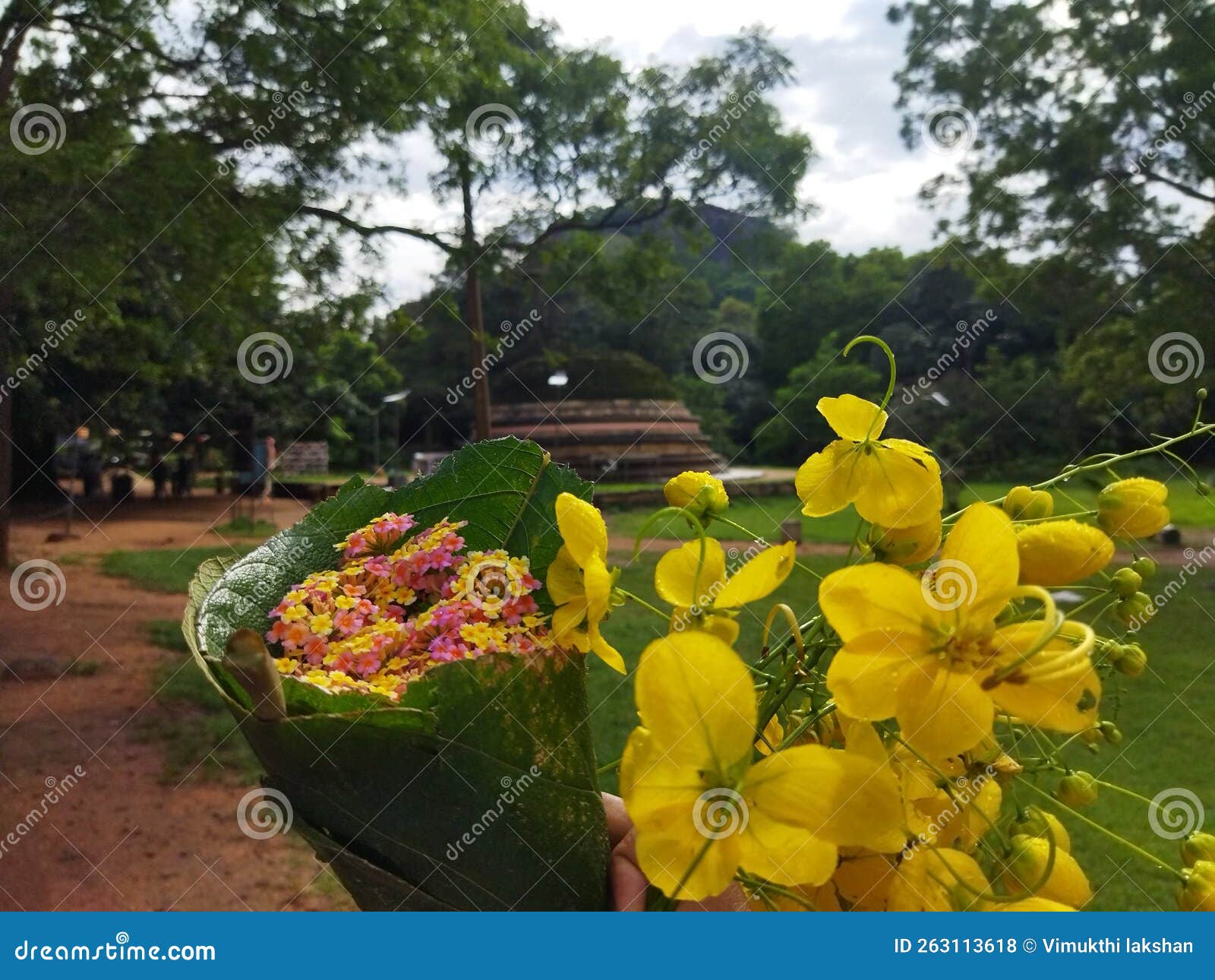 Natural flowers srilanka stock photo. Image of produce 263113618