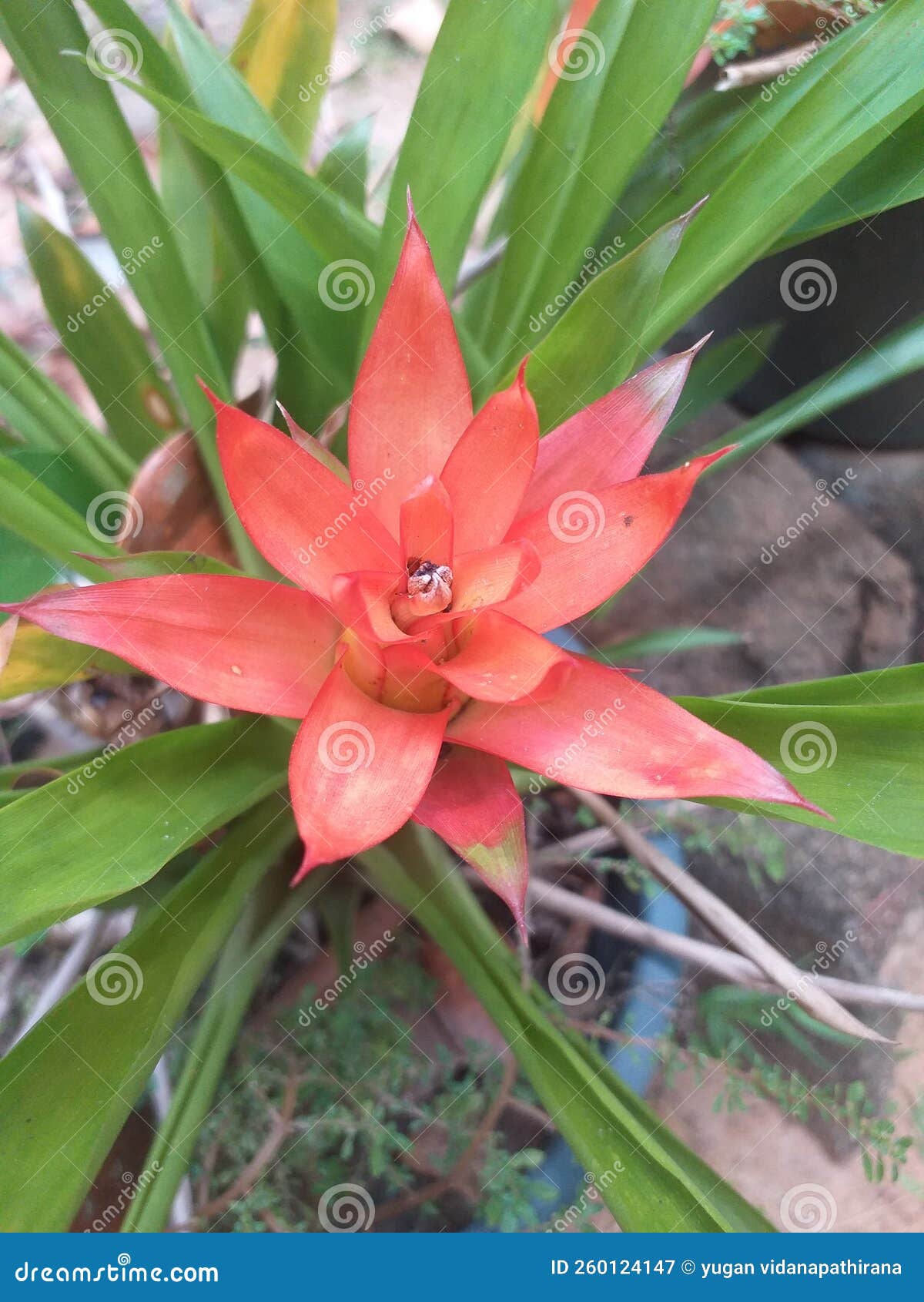 Natural flowers for you stock image. Image of shrub 260124147