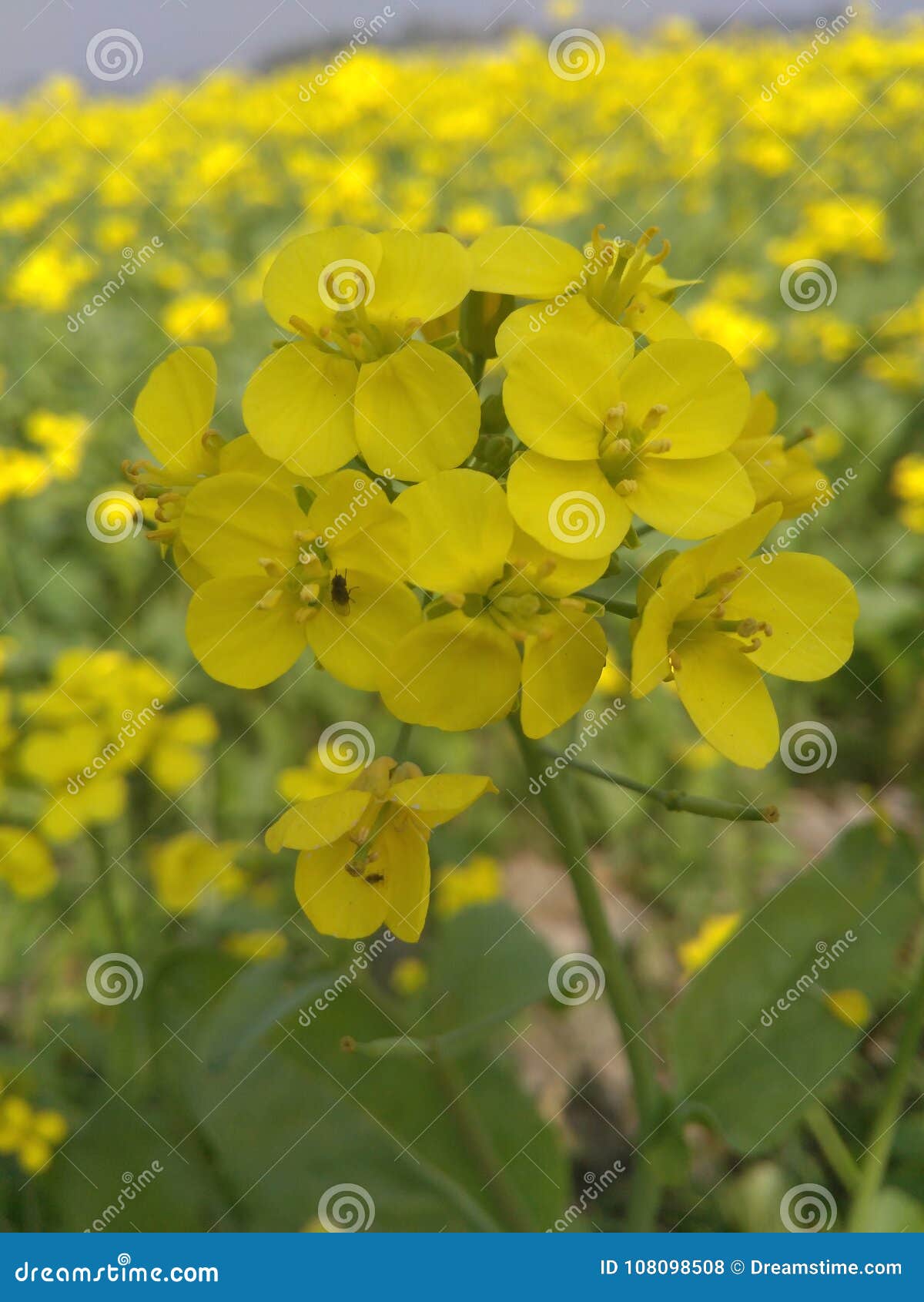 Natural followers! stock photo. Image of wallpaper, natural - 108098508 Natural followers! stock photo. Image of wallpaper, natural - 108098508