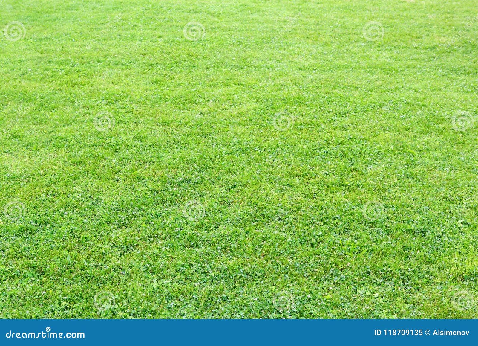 Manicured stretch of grass nyt