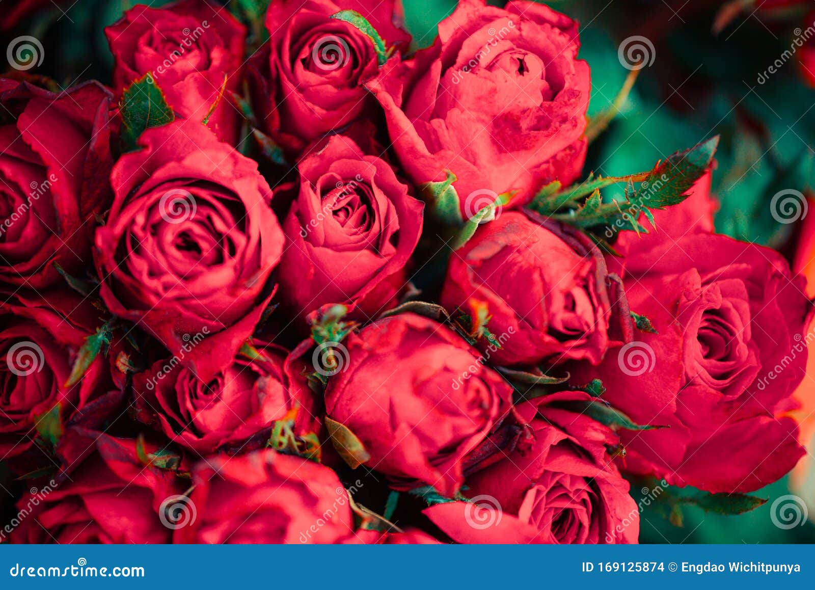 Natural Fresh Red Roses Flower Bouquet - Close Up Rose Background ...