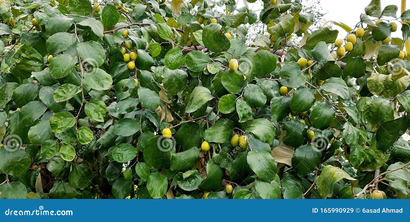 Natural Fruits Tree in Punjab Stock Image Image of natural, pakistan