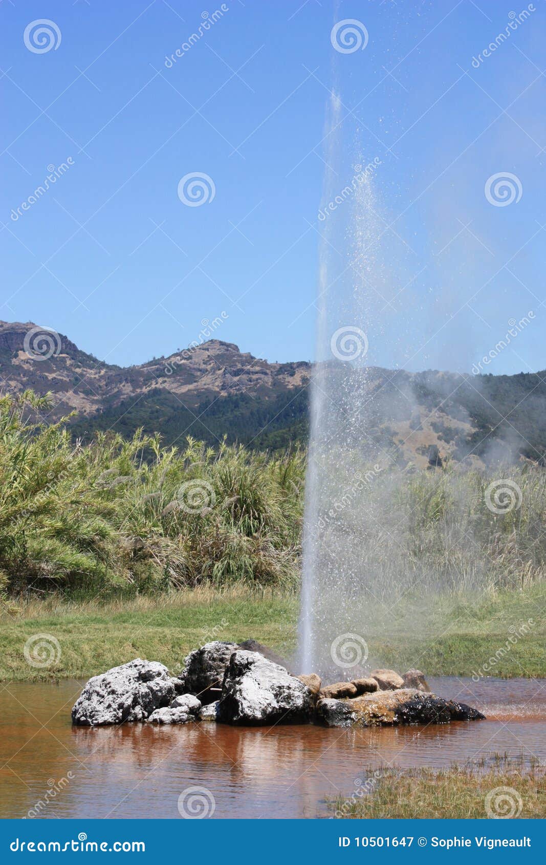 Natural Geyser in California Stock Image Image of sunshine, travel