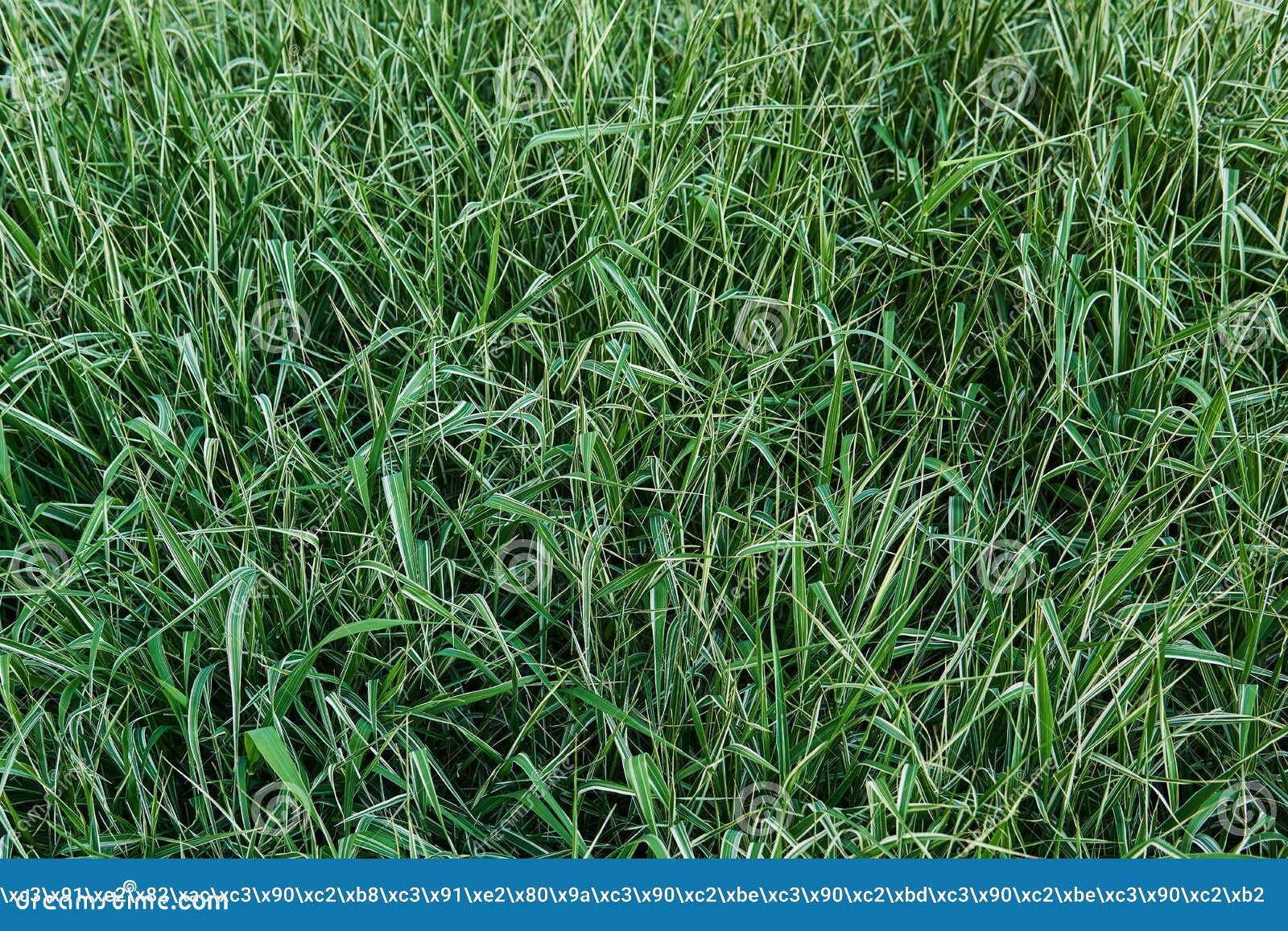 natural grass background - lawn of variegated phalaris with white stripes on leaves