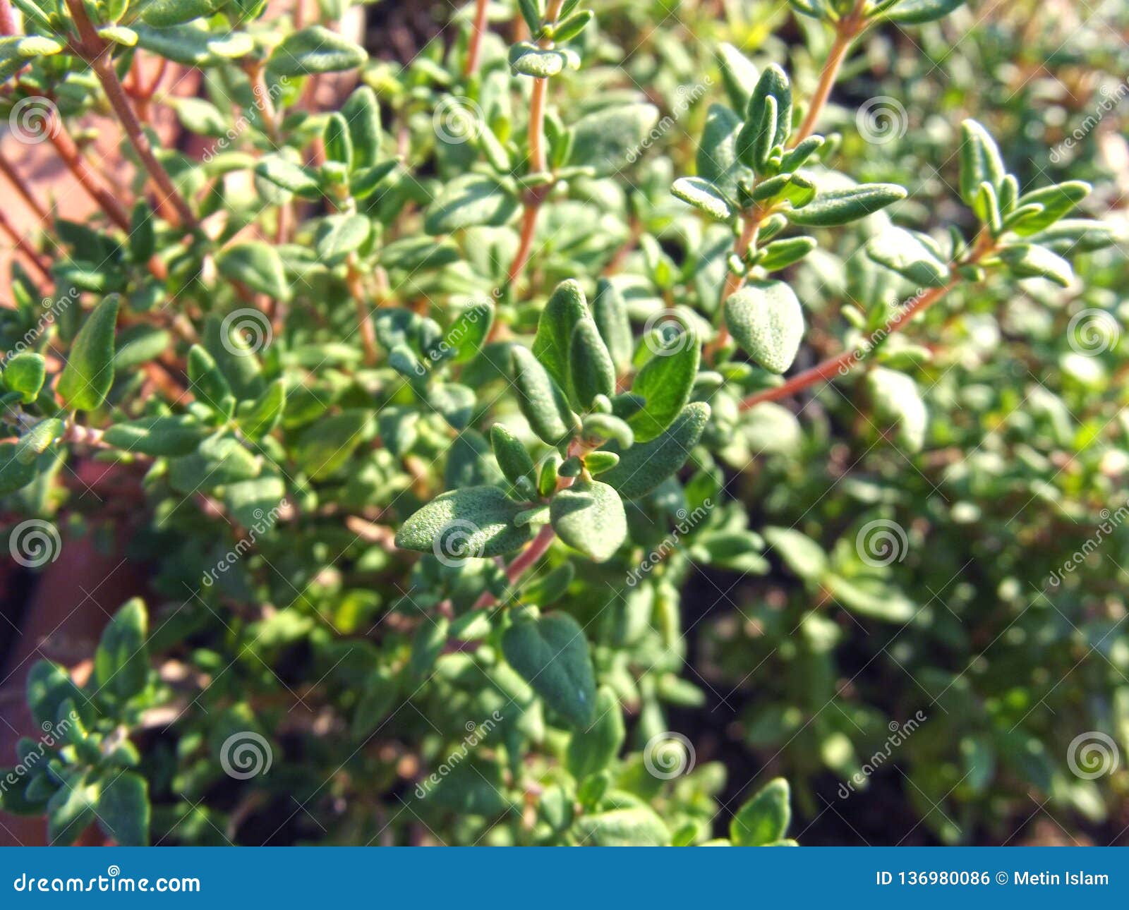 Green Fresh Thyme Leaves Natural Background Stock Photo Image of