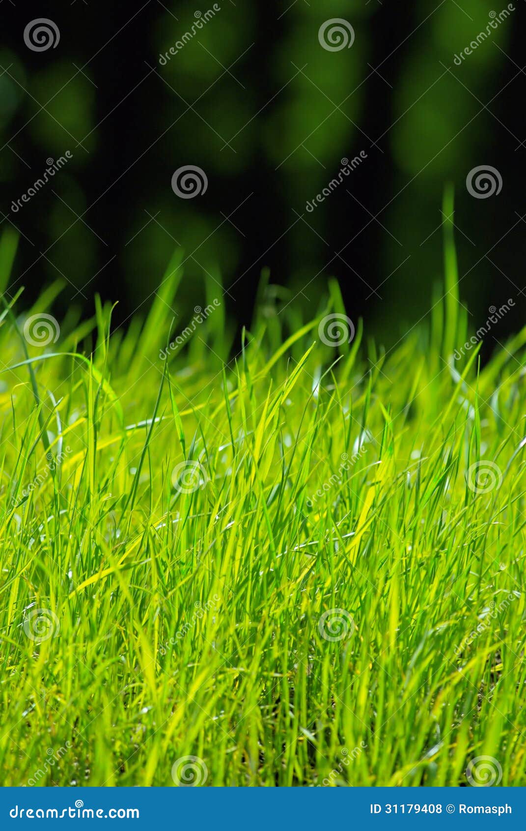 Natural Green Grass in Bright Sunlight Stock Photo Image of blurred