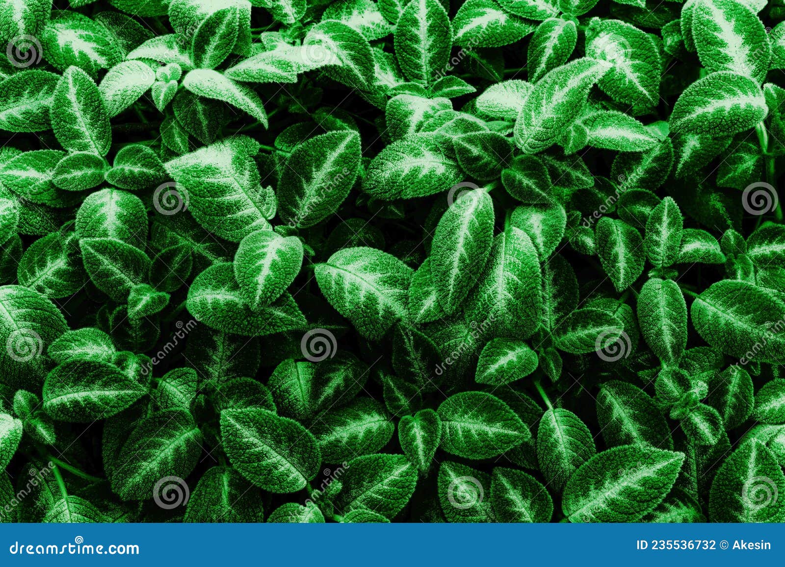 Natural Green Leaf Background and Texture Stock Photo Image of ecology, concept 235536732