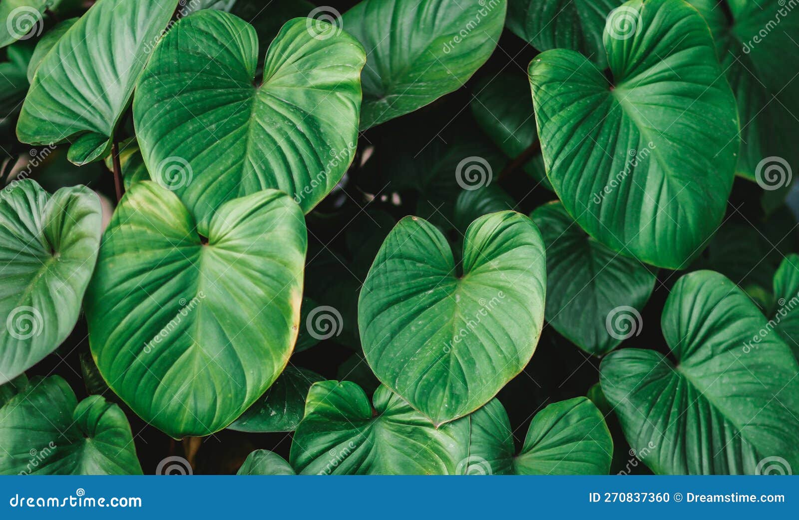 Natural Green Leaf Background Stock Photo Image of summer, botany 270837360