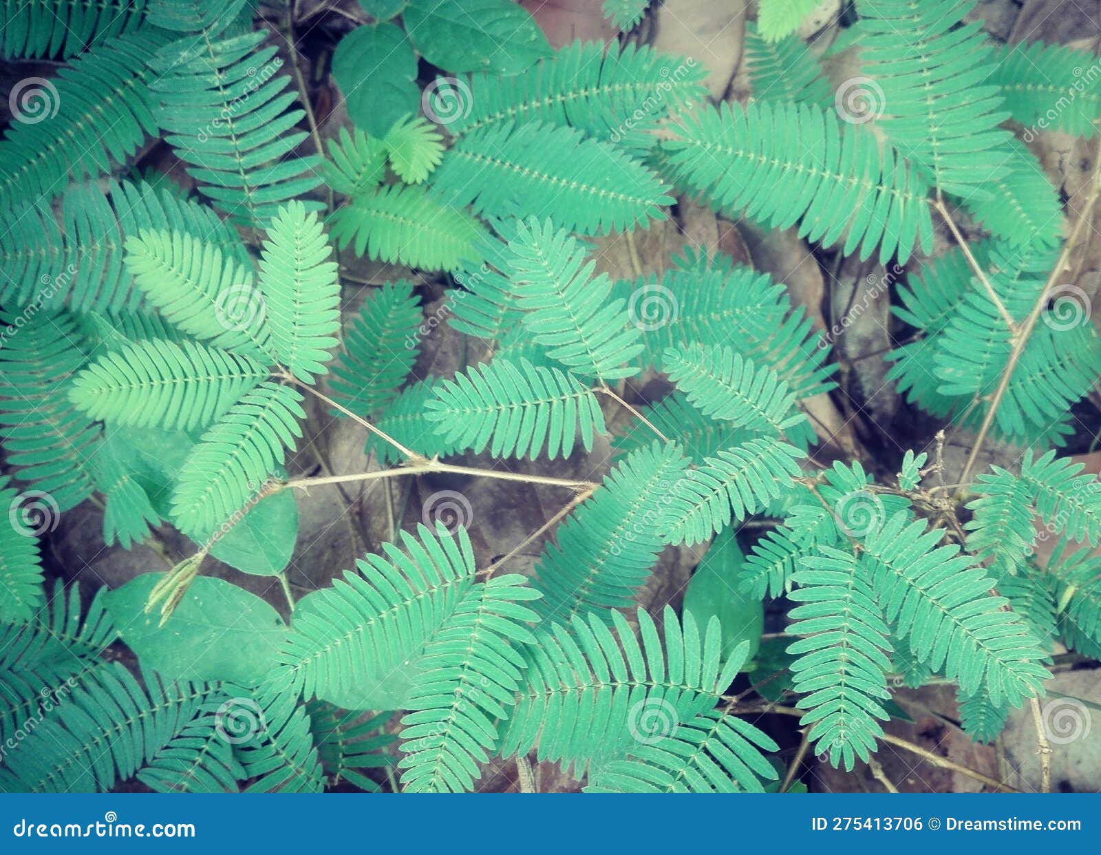 Natural green leaf plant stock photo. Image of plant 275413706