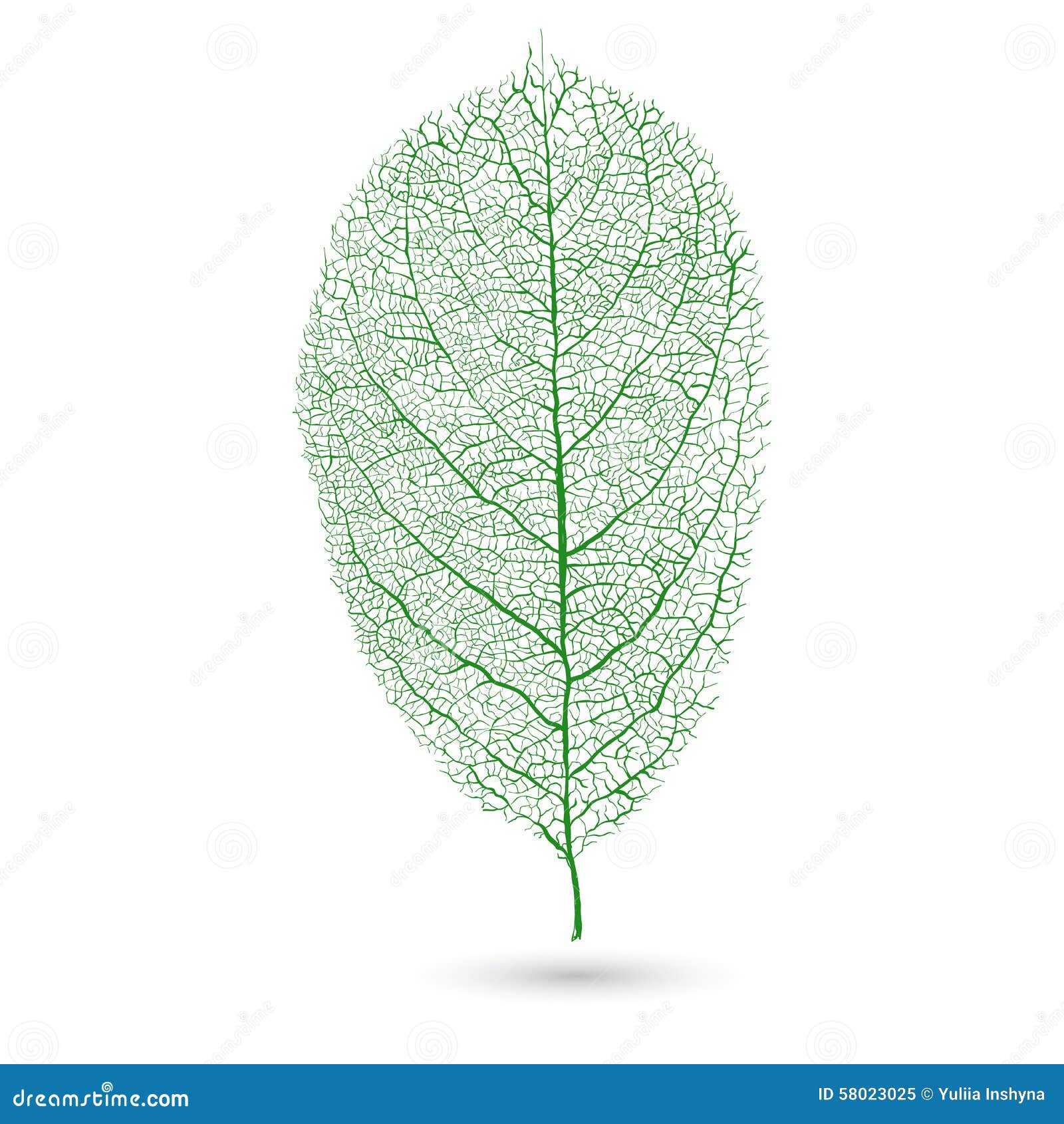 Leaf Veins Drawing
