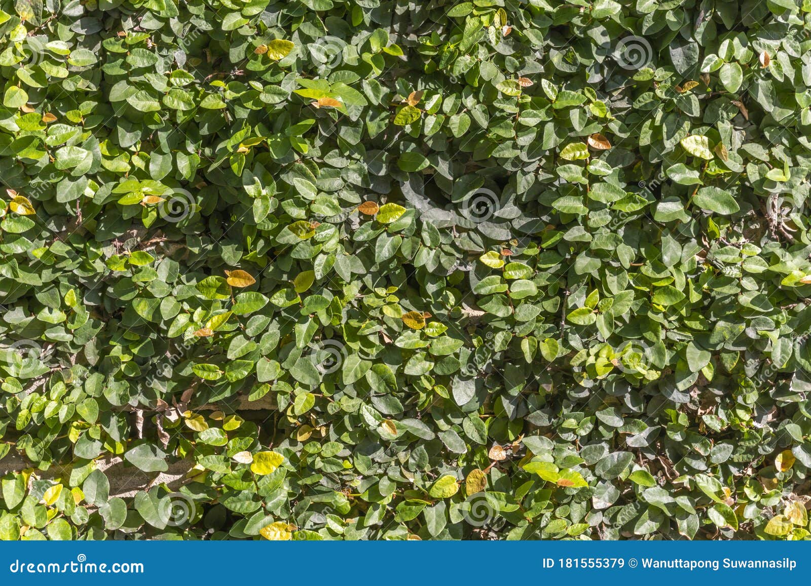 Natural Green Leaf Wall Background. Small Green Leaves on Wall Texture