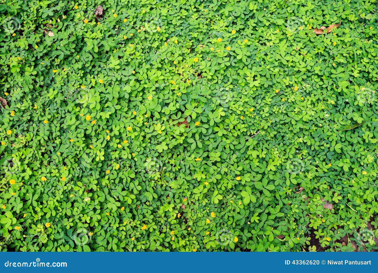 Natural green leaf wall stock photo. Image of nature 43362620