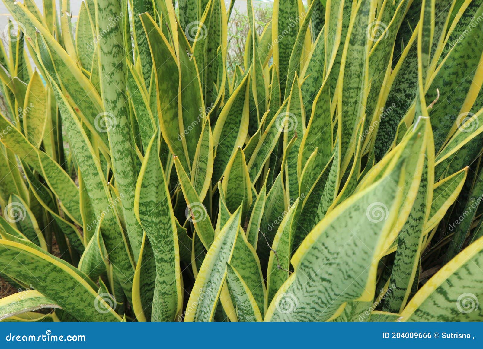 Natural Green Leafy Sansevieria Stock Photo - Image of look, tropics