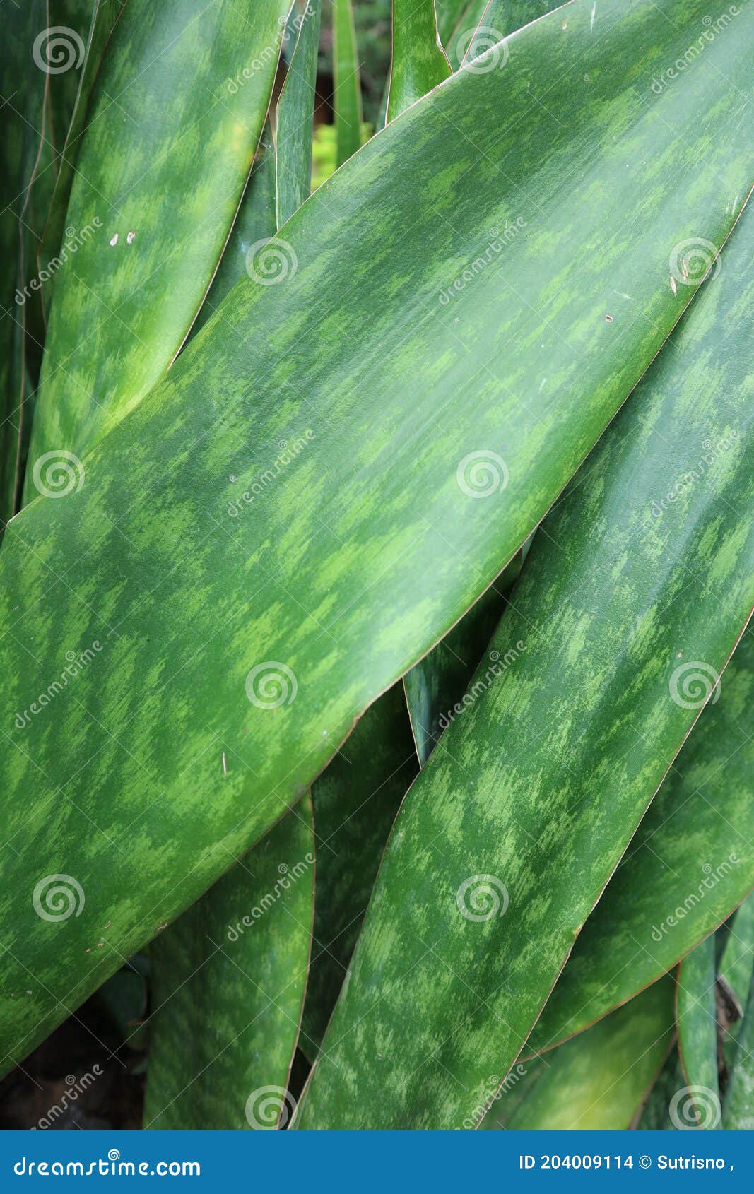 Natural Green Leafy Sansevieria is Suitable for Backgrounds and